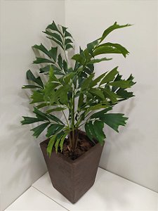 Planta Palmeira Rabo de Peixe