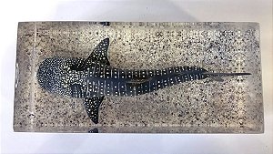 Diorama de Tubarão Baleia (Rhincodon typus)