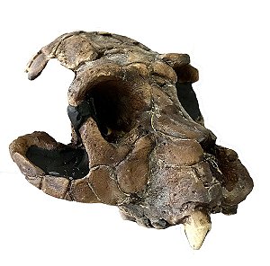 Crânio de Turkanapithecus kalakolensis
