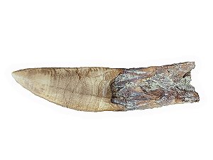 Réplica de Dente de Giganotosaurus