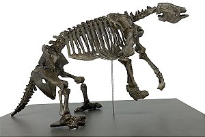 Esqueleto de Preguiça Gigante