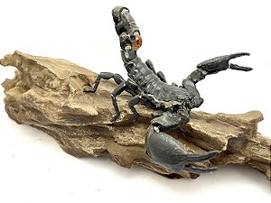 Diorama de escorpião rei (Pandinus imperator)