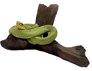 Cobra papagaio/Jararaca verde (Bothrops  bilineatus)