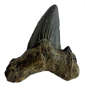 Dente de Megalodon (8 cm)