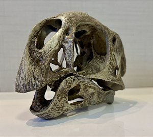 Crânio de (Conchoraptor gracilis)