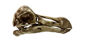 Crânio de Dodô (Raphus cucullatus)