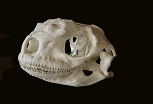 Crânio de Iguana Marinha (Amblyrhynchus cristatus)