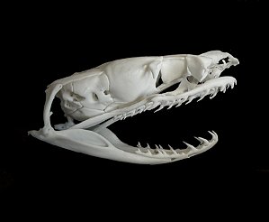 Crânio de serpente Opistóglifa (Oxyrhopus spp)