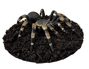 Diorama de Tarântula mexicana (Brachypelma smithi)