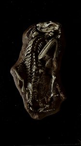 Réplica do "Abraço Triássico" Broomistega e Thrinaxodon