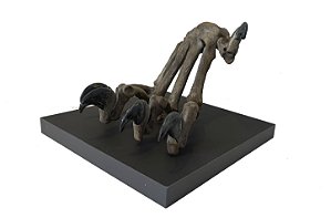 Pata de Tigre Dentes de Sabre (Smilodon populator)