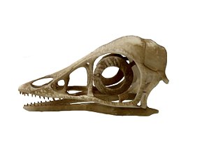 Crânio de Archaeopteryx lithographica