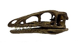 Crânio de Compsognathus longipes (versão 2)
