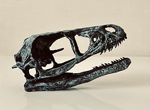Crânio de Bambiraptor