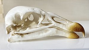 Crânio de Condor dos Andes
