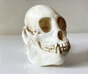 Crânio de Bugio (Alouatta)