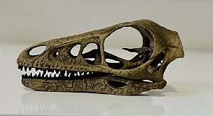 Crânio de Microraptor gui