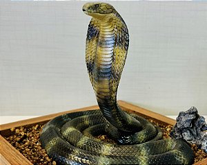 Diorama de Cobra Rei (Ophiophagus hannah)