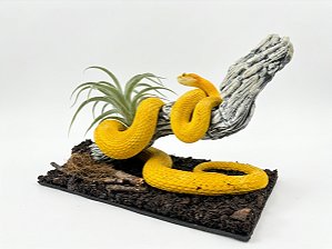Diorama de Víbora de Pestana (Bothriechis schlegeli)