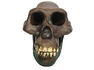 Crânio de Australopithecus afarensis