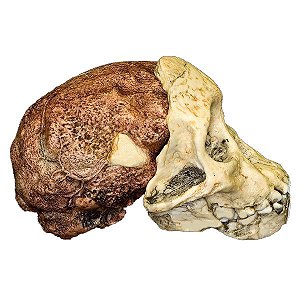 Crânio de Australopithecus africanus, Taung Child