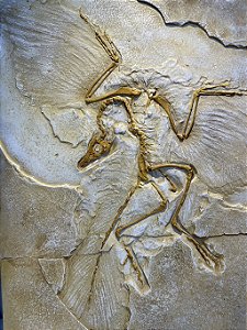 Réplica de Archaeopteryx lithographica