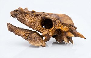 Crânio de Pachycephalosaurus (escala reduzida 1:2/5)