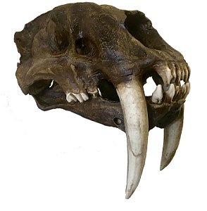 Crânio de Tigre Dentes de Sabre (Smilodon fatalis)