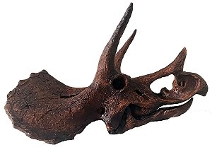 Crânio de Triceratops (escala reduzida 1:10)