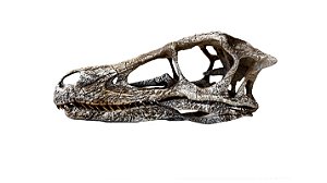 Crânio de Velociraptor