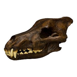 Mandíbula de Australopithecus anamensis - Bios Réplicas site especializado  em biologia e paleontologia