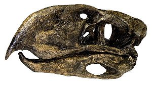 Mandíbula de Australopithecus anamensis - Bios Réplicas site especializado  em biologia e paleontologia