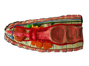 Anatomia básica de minhoca (anelídeo)