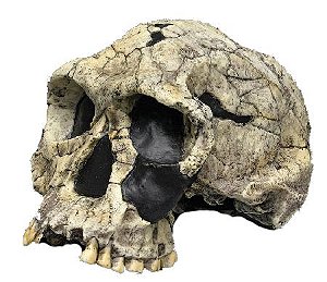 Crânio de Homo habilis
