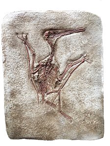 Réplica de Pterodactylus longirostris