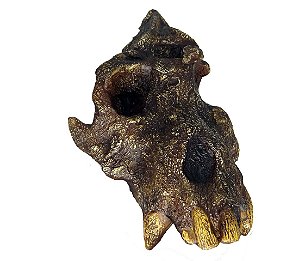 Mandíbula de Australopithecus anamensis - Bios Réplicas site especializado  em biologia e paleontologia