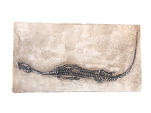 Fóssil de Réptil marinho (Keichousaurus hui)