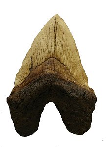 Dente de tubarão (Otodus megalodon) (22 cm de comprimento)