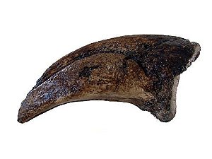 Garra de Tyrannosaurus rex (pata traseira)