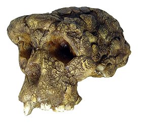 Crânio de Sahelanthropus tchadensis