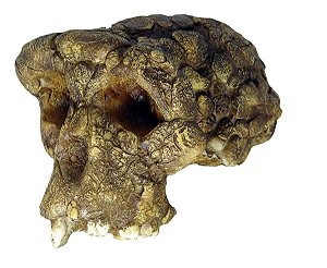 Mandíbula de Australopithecus anamensis - Bios Réplicas site especializado  em biologia e paleontologia