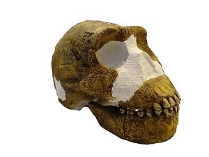 Crânio de Homo naledi