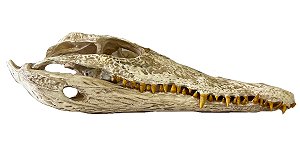 Crânio de crocodilo do nilo