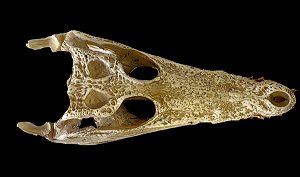 Crânio de crocodilo do nilo