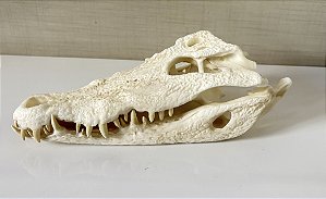 Crânio de crocodilo do nilo