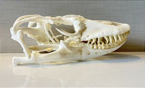 Crânio de Dragão de Komodo (Varanus komodoensis)