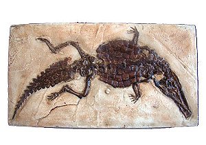 Crocodilo fóssil (Crocodilaemus robustus)