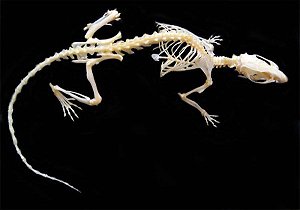 Esqueleto de mamífero roedor