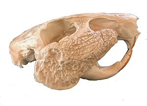Crânio de Paca (Cuniculus paca)