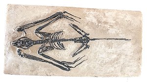 Fóssil de morcego (Icaronycteris)